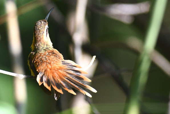 ROTER ZWERGSCHATTENKOLIBRI, REDDISH HERMIT, PHAETORNIS RUBER 