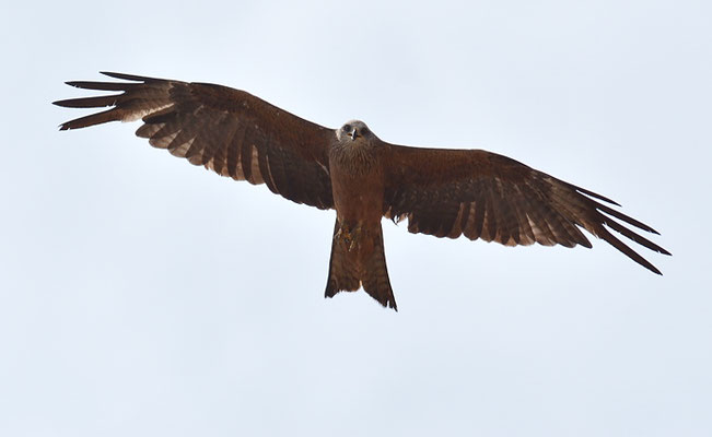SCHWARZMILAN, BLACK KITE, MILVUS MIGRANS