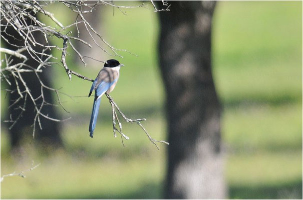 BLAUELSTER, AZURE-WINGED MAGPIE 