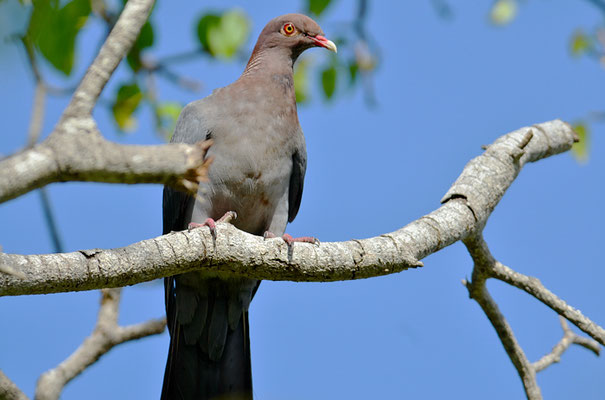 Antillentaube, Scaly-naped pigeon, Patagioenas Squamosa