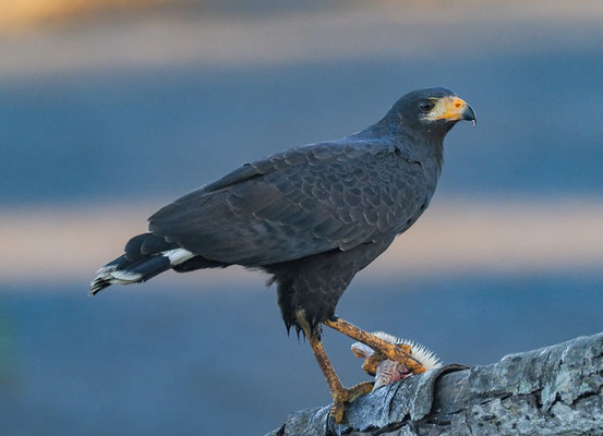 MANGROVENBUSSARD, MANGROVE BLACK-HAWK, BUTEOGALLUS SUBTILIS