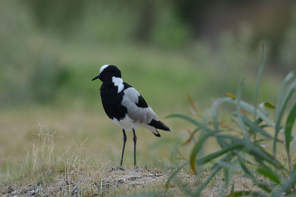 WAFFENKIEBITZ, BLACKSMITH LAPWING, VANELLUS ARMATUS