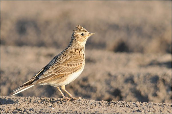 FELDLERCHE, SKYLARK, ALAUDA ARVENSIS