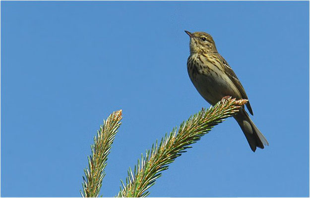 BAUMPIEPER, TREE PIPIT, ANTHUS TRIVIALIS