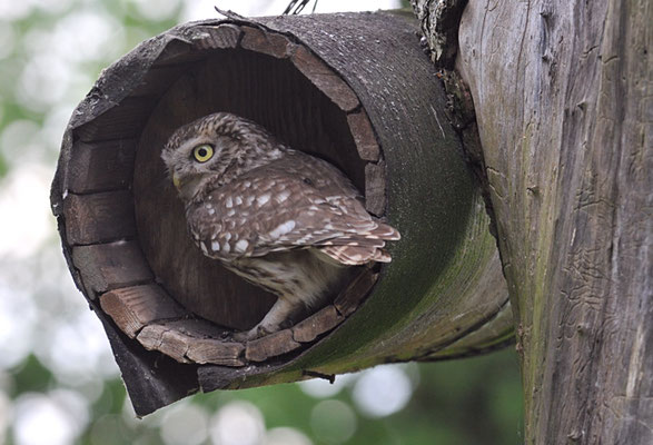 STEINKAUZ, LITTLE OWL , ATHENE NOCTUA