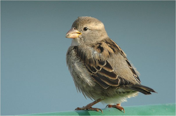 HAUSSPERLING, HOUSE SPARROW, PASSER DOMESTICUS