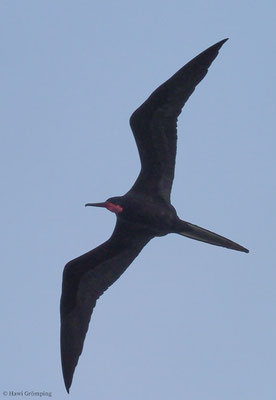 FREGATTVOGEL, MAGNIFICENT FRIGATEBIRD, FREGATA MAGNIFICENS