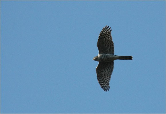 SPERBER, SPARROWHAWK, ACCIPITER NISUS