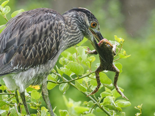 Krabbenreiher, Yellow-crowned Night-Heron - Nyctanassa violacea