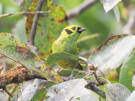 Smaragdtangare, Emerald Tanager - Tangara florida