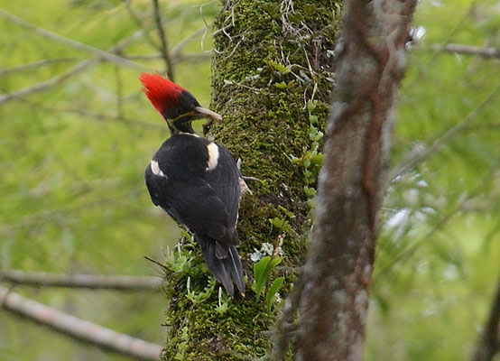 LINIENSPECHT, LINEATED WOODPECKER, DRYOCOPUS LINEATUS