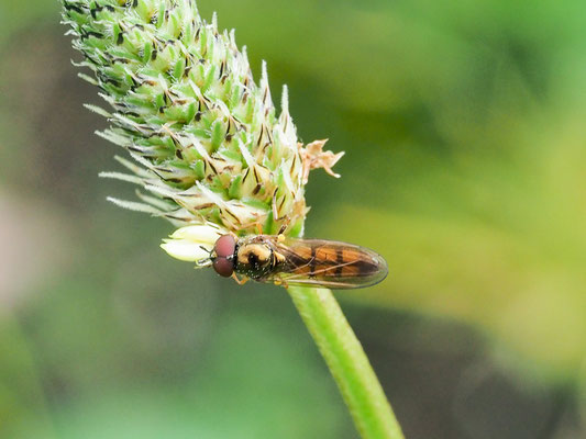 GLÄNZENDE SCHWARZKOPFSCHWEBFLIEGE, MELANOSTOMA MELLINUM