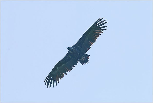 MÖNCHSGEIER, BLACK VULTURE, AEGYPIUS MONACHUS