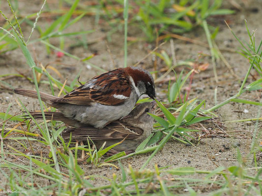 HAUSSPERLING, HOUSE SPARROW - PASSER DOMESTICUS