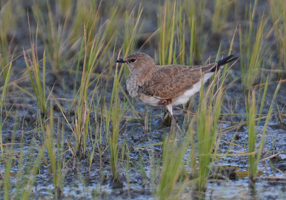 STELZENBRACHSCHWALBE, AUSTRALIAN PRATINCOLE, STILTIA ISABELLA