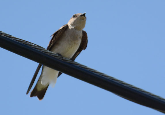 NÖRDLICHE RAUFLÜGELSCHWALBE, NORTHERN ROUGH-WINGED SWALLOW, STELGIDOPTERYX SERRIPENNIS