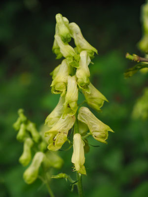 Gelber Eisenhut (Aconitum vulpana)