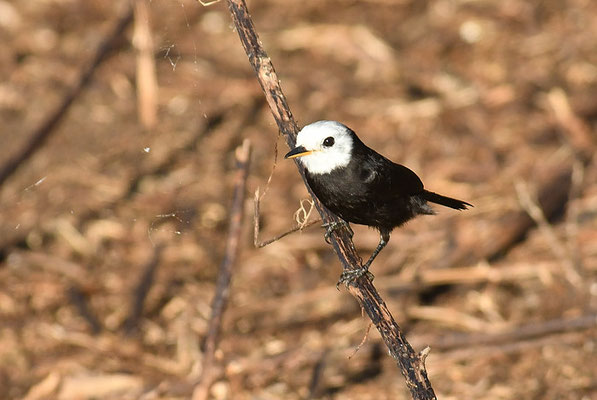 SUMPFTYRANN, WHITE-HEADED MARSH-TYRANT, ARUNDINICOLA LEUCOCEPHALA