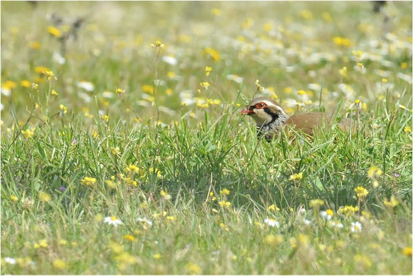 ROTHUHN, RED-LEGGED PARTRIDGE, ALECTORIS RUFA