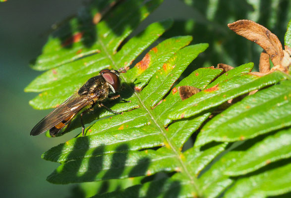 RAUPEN-PLATTBAUCHSCHWEBFLIEGE, XANTHANDRUS COMTUS