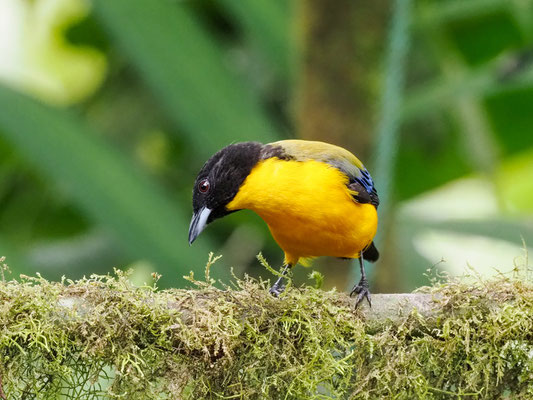 SCHWARZKINN-BERGTANGARE, BLACK-CHINNED MOUNTAIN-TANAGER - ANISOGNATHUS NOTABILIS