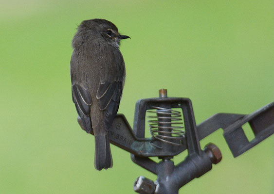 DUNKELSCHNÄPPER, AFRICAN DUSKY FLYCATCHER, MUSCICAPA ADUSTA