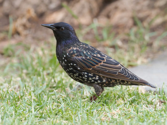 Star, Common Starling - sturnus vulgaris