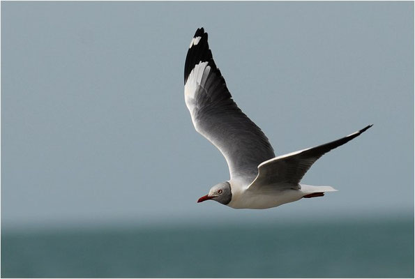 GRAUKOPFMÖWE, GREY-HEADED GULL, LARUS CIRROCEPHALUS