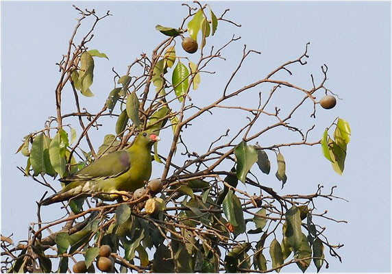 ROTNASEN-GRÜNTAUBE, AFRICAN GREEN PIGEON, TRERON CALVA