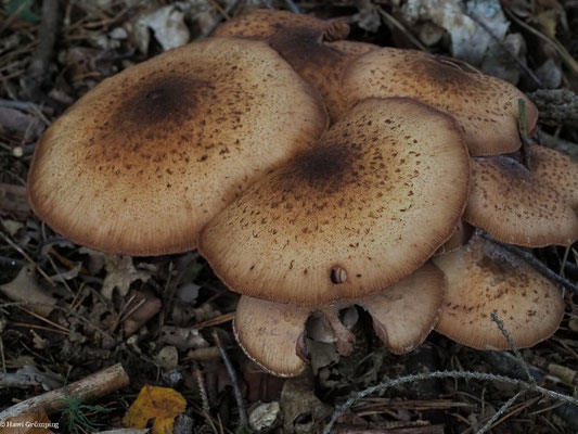 Dunkler Hallimasch - Armillaria ostoyae