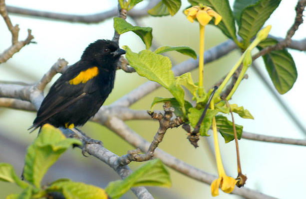 EPAULETTENTRUPIAL, EPAULET ORIOLE, ICTERUS CAYANENSIS