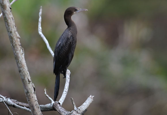 MOHRENSCHARBE, LITTLE CORMORANT, PHALACROCORAX NIGER
