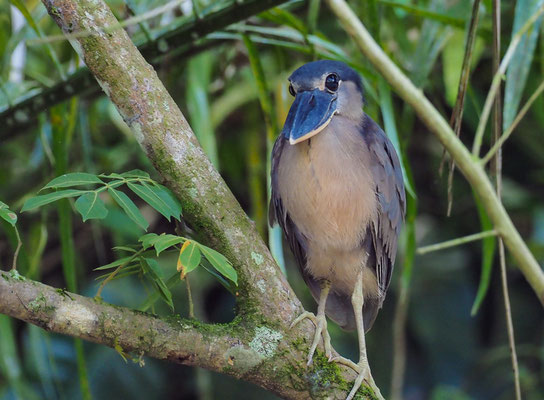 KAHNSCHNABEL, BOAT-BILLED HERON, COCHLEARIUS COCHLEARIUS