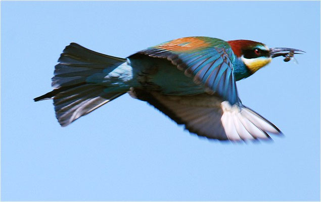BIENENFRESSER, EUROPEAN BEE-EATER, MEROPS APIASTER