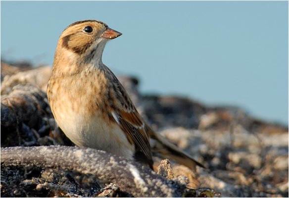 SPORNAMMER, LAPLAND BUNTING, CALCARIUS LAPPONICUS