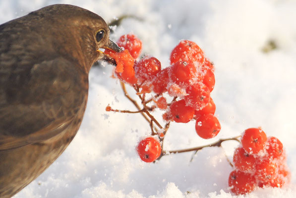 AMSEL, COMMON BLACKBIRD, TURDUS MERULA