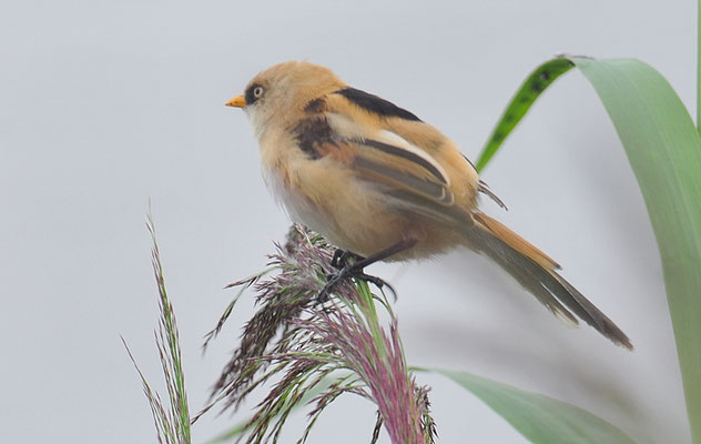 BARTMEISE, BEARDED REEDLING, PANURUS BIARMICUS