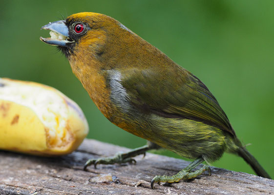 AZTEKENBARTVOGEL, PRONG-BILLED BARBET,  SEMINORNIS FRANTZII