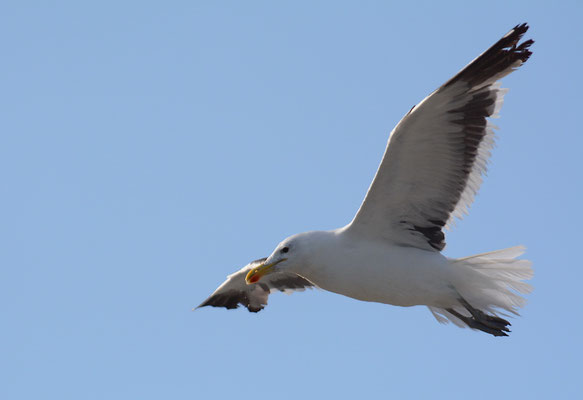 DOMINIKANERMÖWE, KELP GULL, LARUS DOMINICANUS