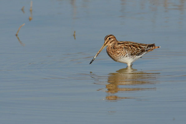BEKASSINE, COMMON SNIPE, GALLINAGO GALLINAGO