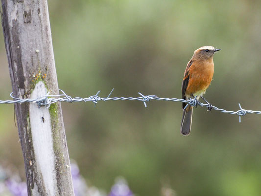 FAHLBRAUEN-SCHMÄTZERTYRANN, BROWN-BACKED CHAT-TYRANT - OCHTHOECA FUMICOLOR