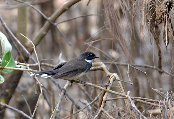 MALAIENFÄCHERSCHWANZ, PIED FANTAIL, RHIPIDURA JAVANICA