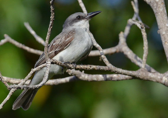 GRAUTYRANN, GREY KINGBIRD, TYRANNUS DOMINICENSIS