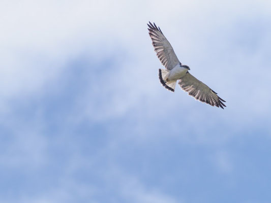 ROTRÜCKENBUSSARD, VARIABLE HAWK (RED-BACKED HAWK) - GERANOAETUS POLYOSOMA