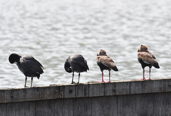 HERBSTPFEIFGANS, BLACK-BELLID WHISTLING DUCK, DENDROCYGNA AUTUMNALIS