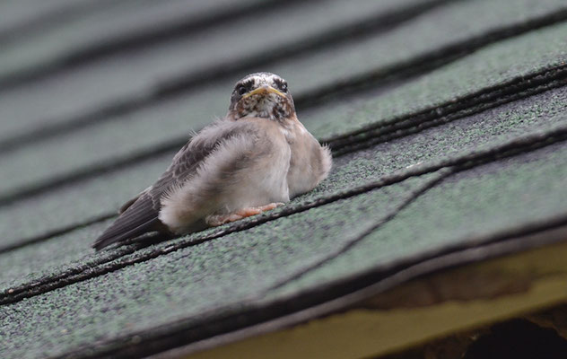 KLIPPENSCHWALBE, CLIFF SWALLOW, PETROCHELIDON PYRRHONOTA