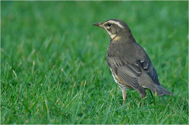 ROTDROSSEL, REDWING, TURDUS ILIACUS
