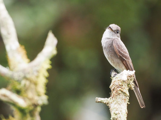 Östlicher Waldtyrann, Eastern Wood-Pewee - Contopus virens
