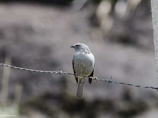 BLEIAMMER-TANGARE, PLUMBEOUS SIERRA-FINCH - PHRYGILUS UNICOLOR