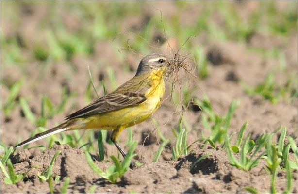 WIESENSCHAFSTELZE, YELLOW WAGTAIL, MOTACILLA FLAVA